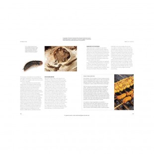Knyga "The Lives of Beetles: A Natural History of Coleoptera"