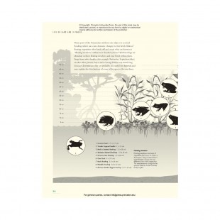 Knyga "The Lives of Frogs: A Natural History"