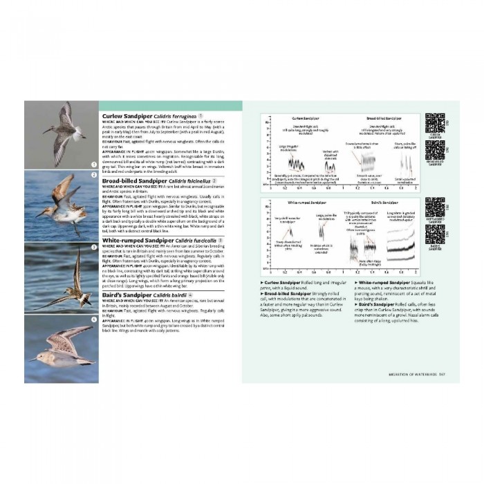 Knyga "Identifying Migratory Birds by Sound in Britain and Europe"