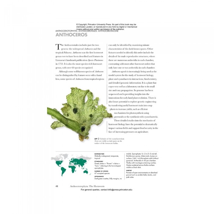 Knyga MOSSES, Liverworts, and Hornworts OF THE WORLD
