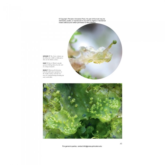 Knyga MOSSES, Liverworts, and Hornworts OF THE WORLD