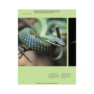 Knyga "The Lives of Snakes: A Natural History of the World's Snakes"