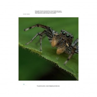 Knyga "The Lives of Spiders: A Natural History of the World's Spiders"