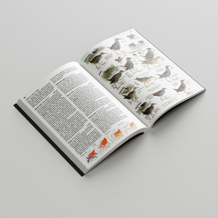 Europos paukščių pažinimo vadovas - Collins Bird Guide 