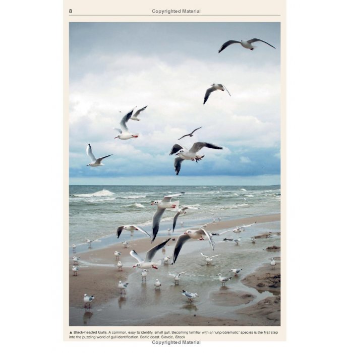 Knyga  "Gulls of the World: A Photographic Guide"