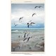 Knyga  "Gulls of the World: A Photographic Guide"