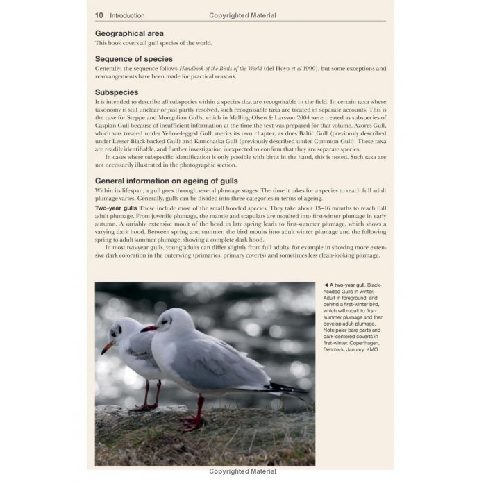 Knyga  "Gulls of the World: A Photographic Guide"
