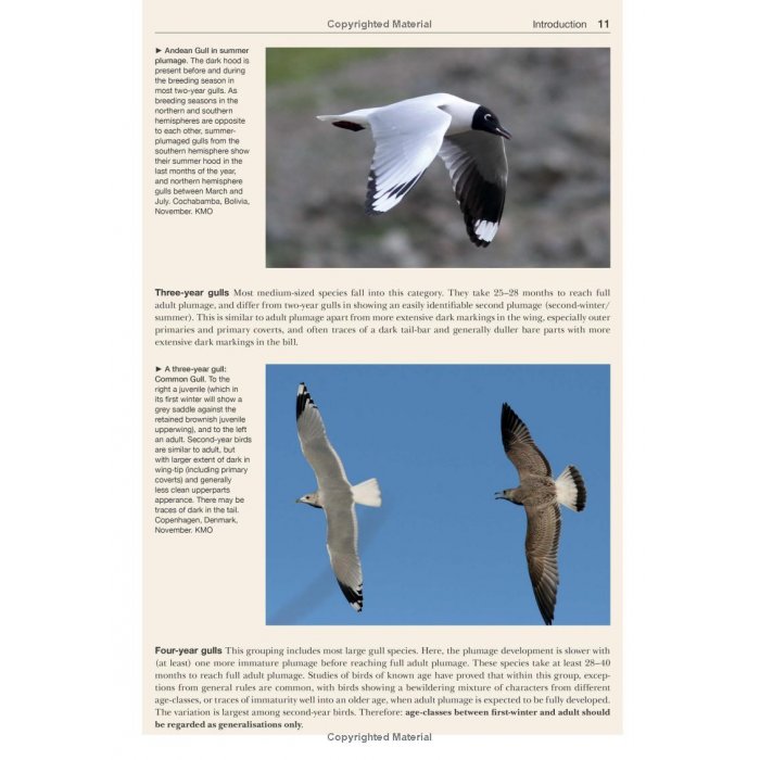 Knyga  "Gulls of the World: A Photographic Guide"