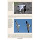 Knyga  "Gulls of the World: A Photographic Guide"