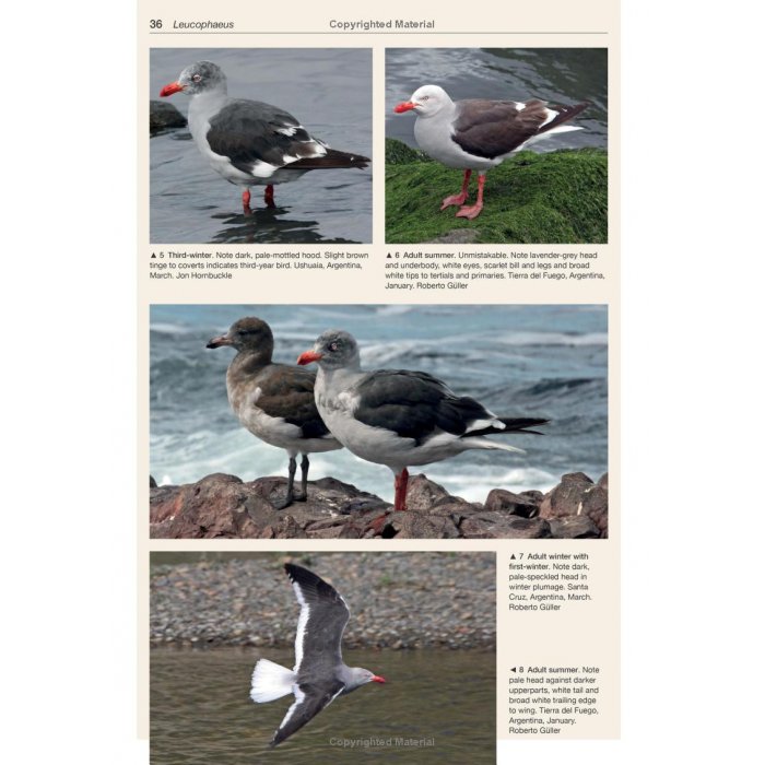 Knyga  "Gulls of the World: A Photographic Guide"