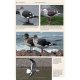 Knyga  "Gulls of the World: A Photographic Guide"