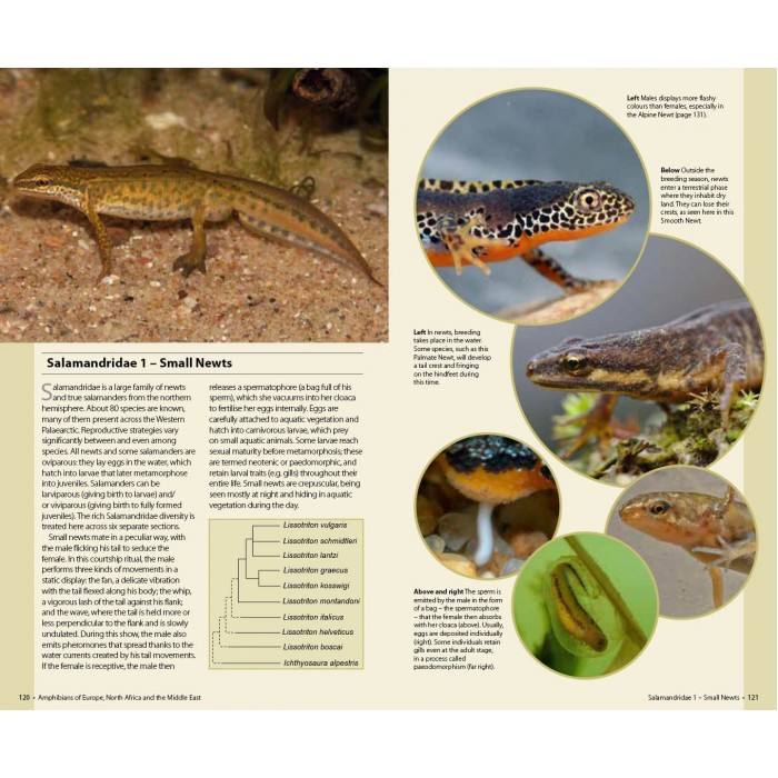 Knyga  "Amphibians of Europe, North Africa and the Middle East: A Photographic Guide"