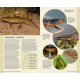 Knyga  "Amphibians of Europe, North Africa and the Middle East: A Photographic Guide"