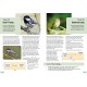 Knyga  "RSPB Guide to Birdsong"