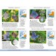 Knyga  "Butterflies of Britain and Europe"