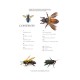 Knyga "The Lives of Bees: A Natural History of Our Planet's Bee Life"