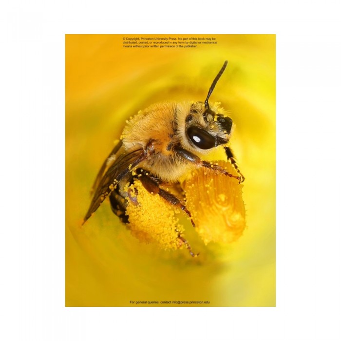 Knyga "The Lives of Bees: A Natural History of Our Planet's Bee Life"