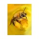 Knyga "The Lives of Bees: A Natural History of Our Planet's Bee Life"