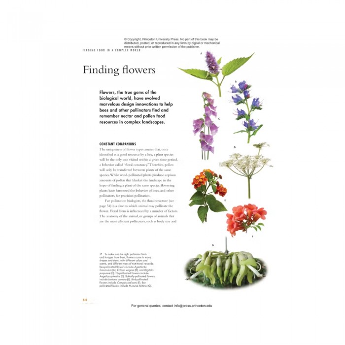 Knyga "The Lives of Bees: A Natural History of Our Planet's Bee Life"