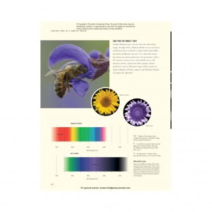 Knyga "The Lives of Bees: A Natural History of Our Planet's Bee Life"