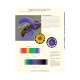 Knyga "The Lives of Bees: A Natural History of Our Planet's Bee Life"