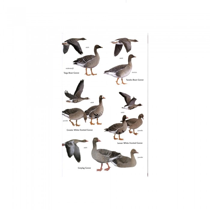 Knyga "Birds of Central Asia Kazakhstan, Turkmenistan, Uzbekistan, Kyrgyzstan, Tajikistan, Afghanistan"