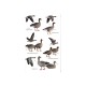 Knyga "Birds of Central Asia Kazakhstan, Turkmenistan, Uzbekistan, Kyrgyzstan, Tajikistan, Afghanistan"