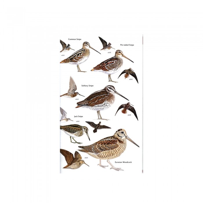 Knyga "Birds of Central Asia Kazakhstan, Turkmenistan, Uzbekistan, Kyrgyzstan, Tajikistan, Afghanistan"