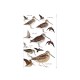 Knyga "Birds of Central Asia Kazakhstan, Turkmenistan, Uzbekistan, Kyrgyzstan, Tajikistan, Afghanistan"