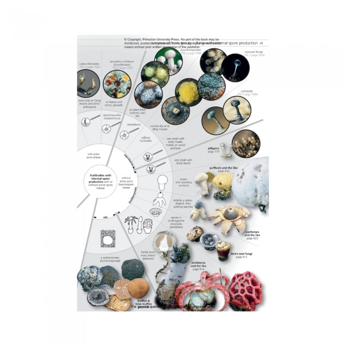 Knyga "Fungi of Temperate Europe: Keys to the Basidiomycotes"