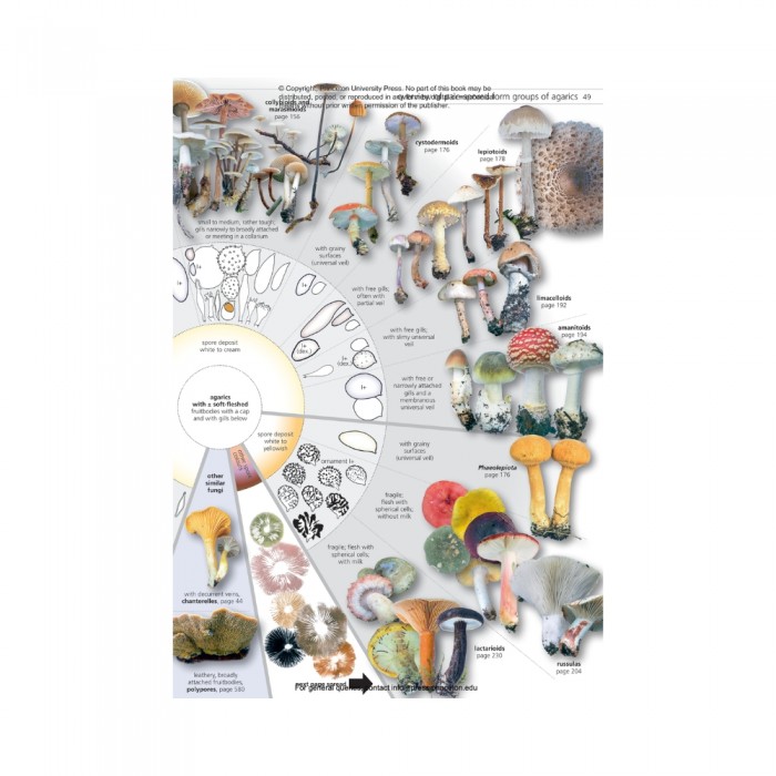 Knyga "Fungi of Temperate Europe: Keys to the Basidiomycotes"