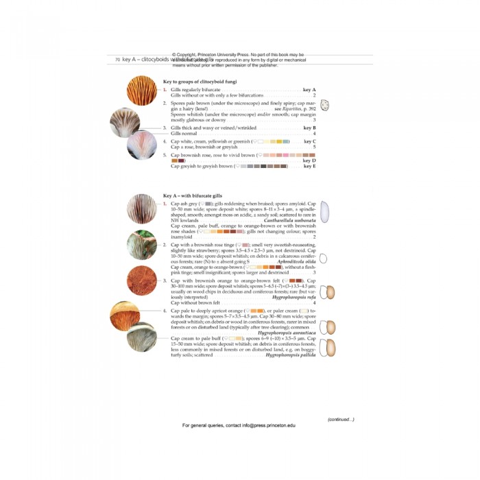 Knyga "Fungi of Temperate Europe: Keys to the Basidiomycotes"