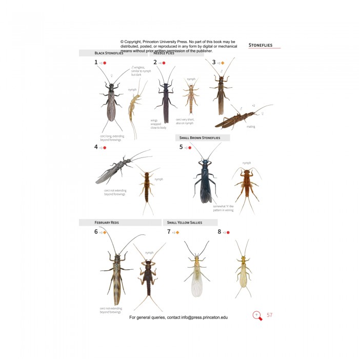 Knyga "Insects of Britain and Europe: A Field Guide"