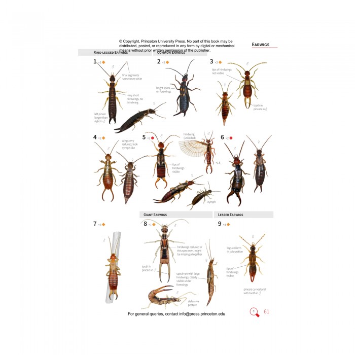 Knyga "Insects of Britain and Europe: A Field Guide"