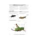 Knyga "Insects of Britain and Europe: A Field Guide"