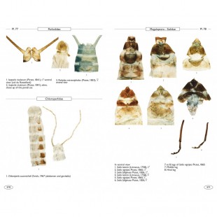 Knyga "Neuropteroids of Europe"