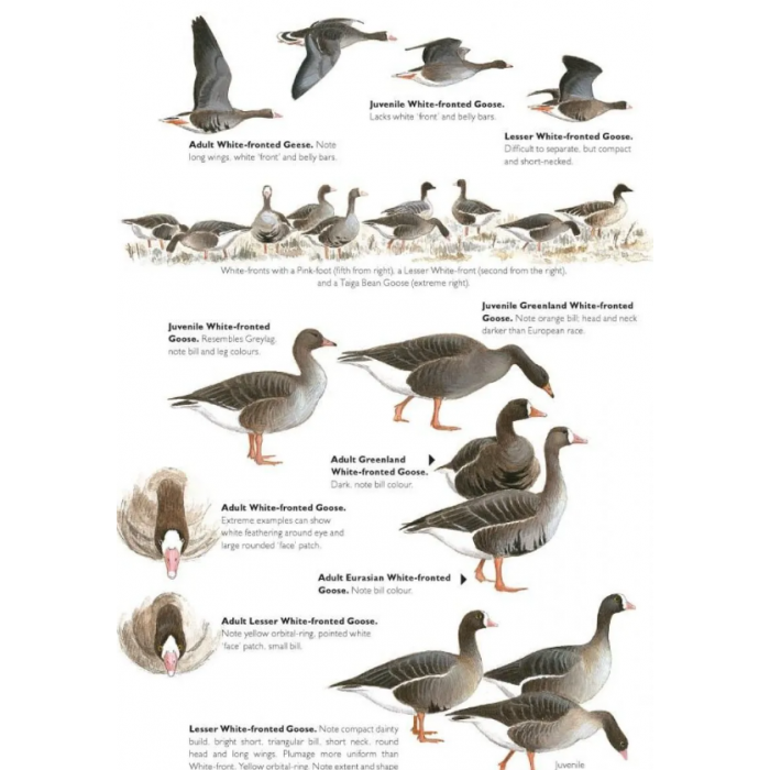 Knyga  "The Helm Guide to Bird Identification An In-Depth Look at Confusion Species"