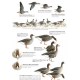 Knyga  "The Helm Guide to Bird Identification An In-Depth Look at Confusion Species"