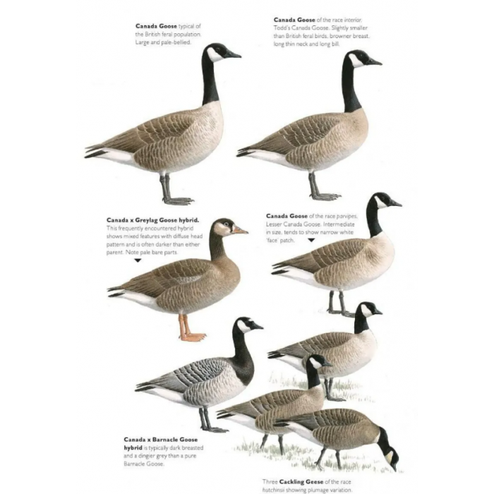 Knyga  "The Helm Guide to Bird Identification An In-Depth Look at Confusion Species"