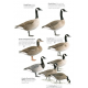 Knyga  "The Helm Guide to Bird Identification An In-Depth Look at Confusion Species"