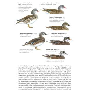 Knyga  "The Helm Guide to Bird Identification An In-Depth Look at Confusion Species"