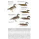 Knyga  "The Helm Guide to Bird Identification An In-Depth Look at Confusion Species"