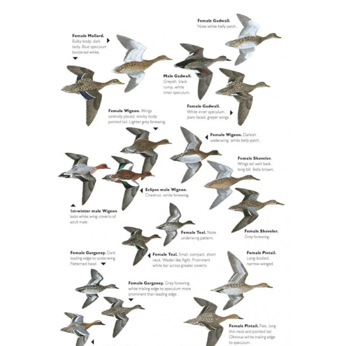 Knyga  "The Helm Guide to Bird Identification An In-Depth Look at Confusion Species"