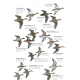 Knyga  "The Helm Guide to Bird Identification An In-Depth Look at Confusion Species"