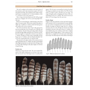 Knyga  "Feathers of European Owls Insights into Species Ecology and Identification"