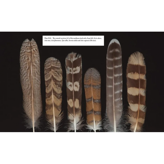 Knyga  "Feathers of European Owls Insights into Species Ecology and Identification"