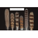 Knyga  "Feathers of European Owls Insights into Species Ecology and Identification"