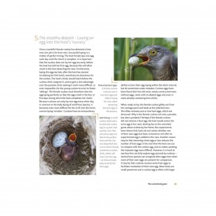 Knyga "The Cuckoo. The Uninvited Guest"