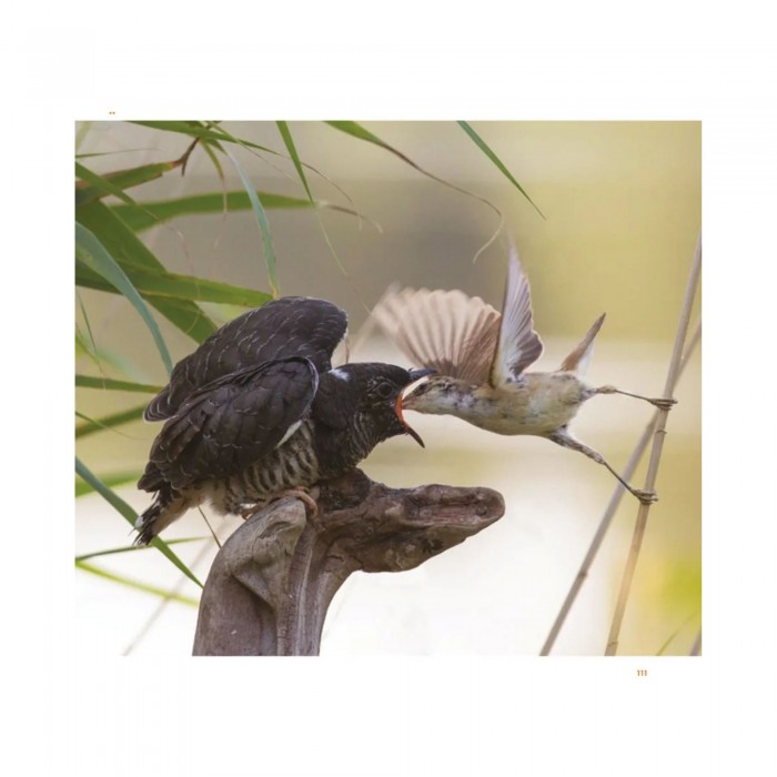 Knyga "The Cuckoo. The Uninvited Guest"