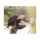 Knyga "The Cuckoo. The Uninvited Guest"
